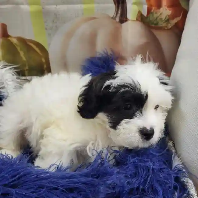 Male Teddy Bear Puppy for Sale in Monroeville, PA