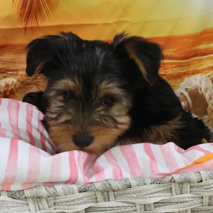 Male Yorkie Puppy for Sale in Monroeville, PA