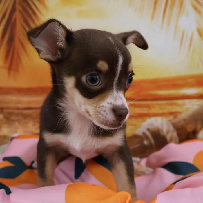 Male Chihuahua Puppy for Sale in Monroeville, PA