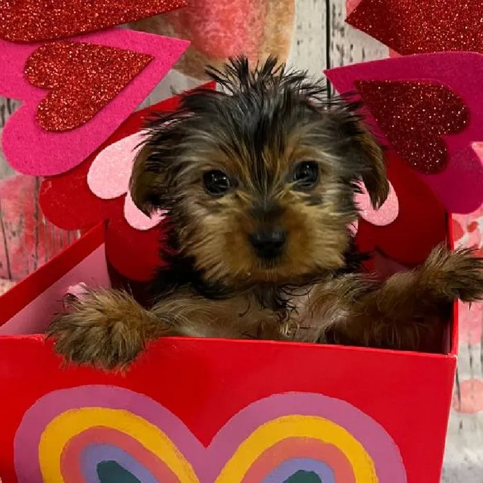 Female Yorkie Puppy for Sale in Monroeville, PA