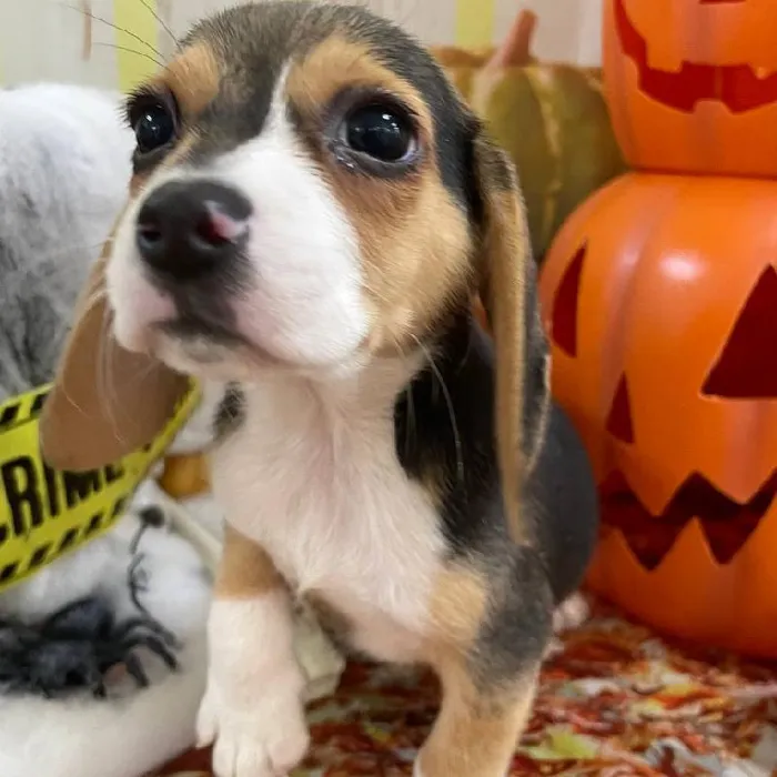 Female Beagle Puppy for Sale in Monroeville, PA