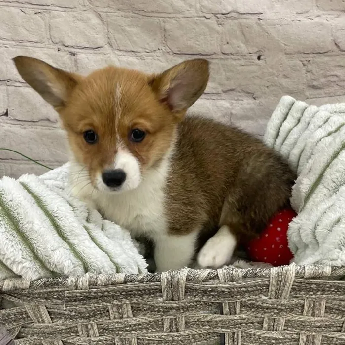 Female Pembroke Welsh Corgi Puppy for Sale in Monroeville, PA