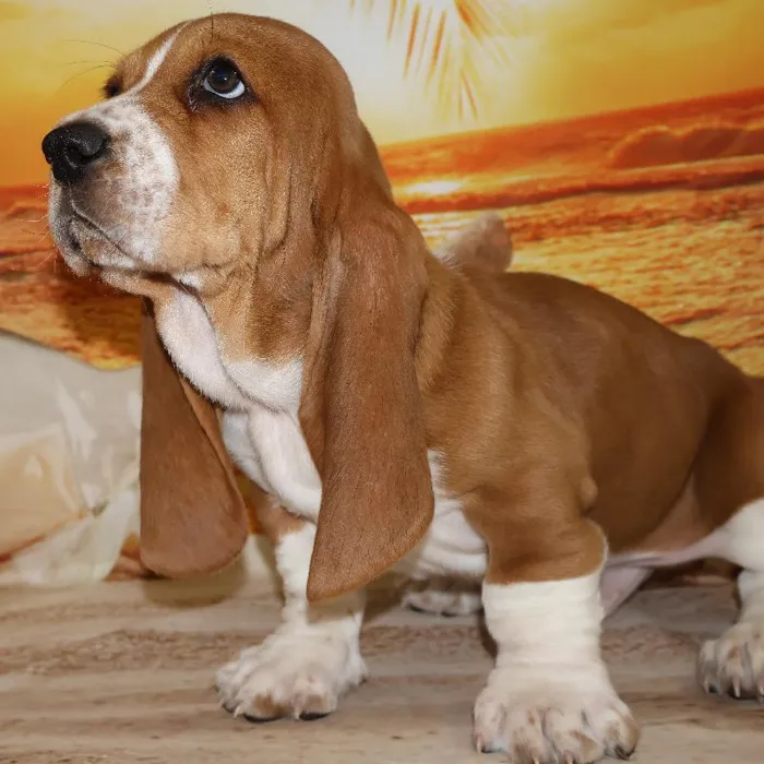 Male Basset Hound Puppy for Sale in Monroeville, PA