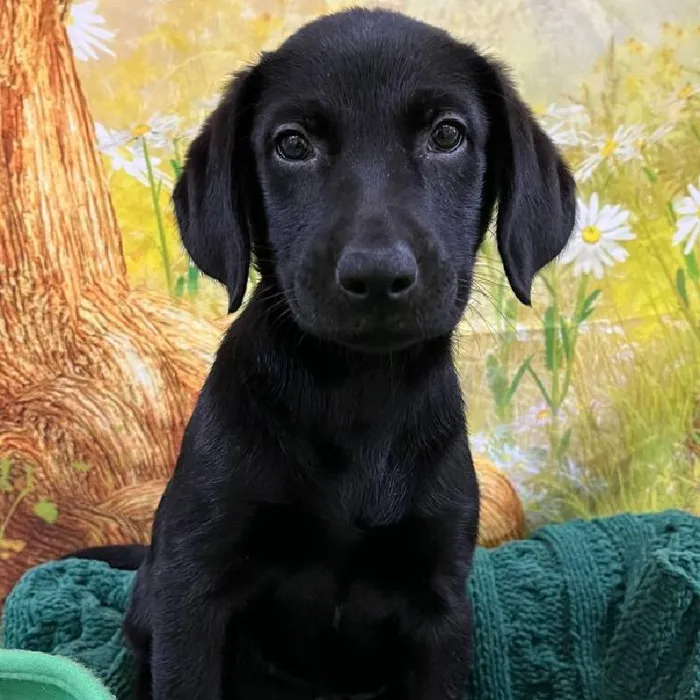 Female Labrador Retriever Puppy for Sale in Monroeville, PA