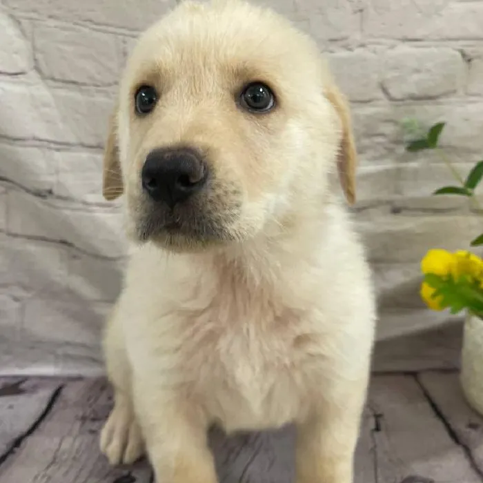 Male German Shepherd Puppy for Sale in Monroeville, PA