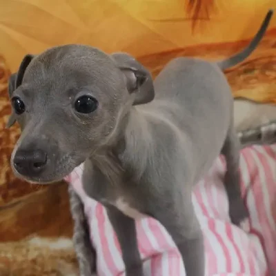 Female Italian Greyhound Puppy for Sale in Monroeville, PA