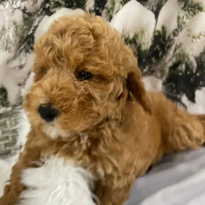 Male Mini Goldendoodle Puppy for Sale in Monroeville, PA