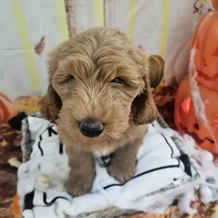 Male Mini Goldendoodle Puppy for Sale in Monroeville, PA