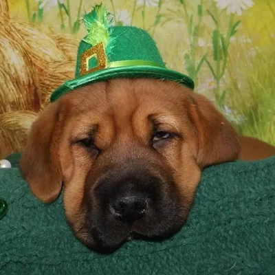 Male Mini Walrus Puppy for Sale in Monroeville, PA