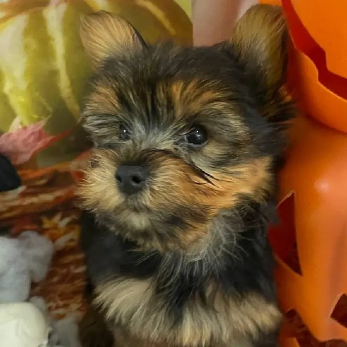 Male Yorkie Puppy for Sale in Monroeville, PA