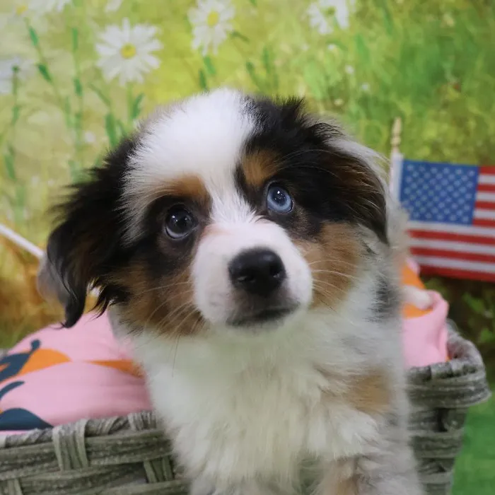 Male Australian Shepherd puppy named Luigi for sale at Petland Monroeville.