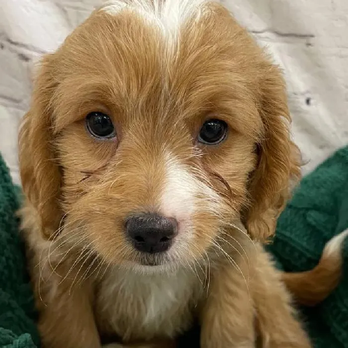 Female Mini Goldendoodle 2nd Gen. Puppy for Sale in Monroeville, PA