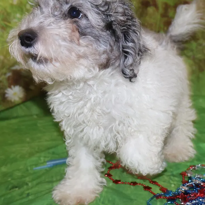 Male Mini Poodle puppy named Jeff for sale at Petland Monroeville.