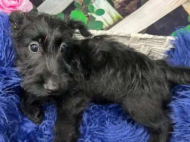 Male Scottish Terrier Puppy for Sale in Pittsburgh, PA
