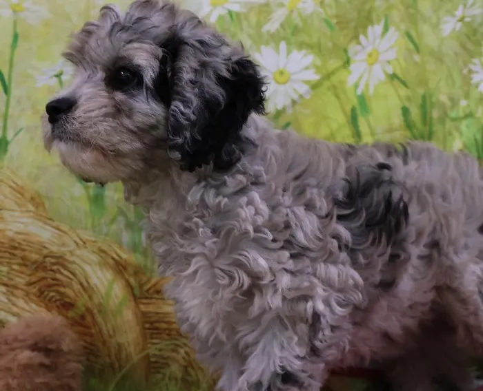 Female Cavapoo puppy named Judith for sale at Petland Monroeville.