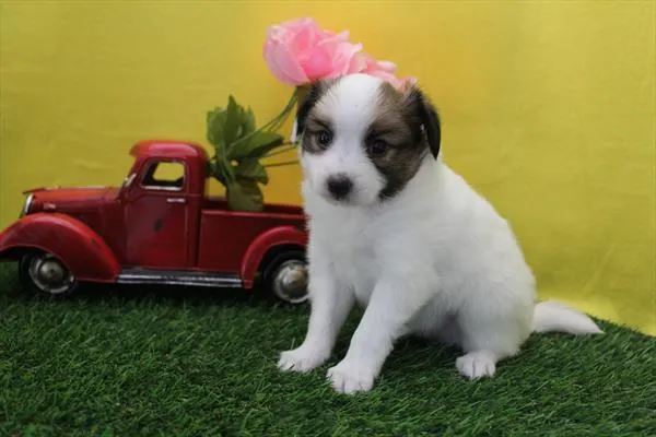 Male Papillon puppy named Jesse for sale at Petland Monroeville.