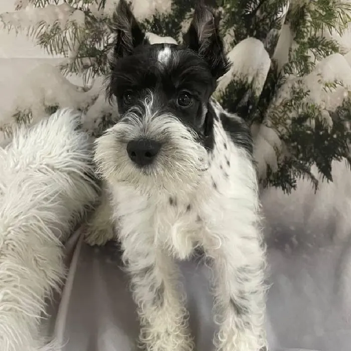 Male Mini Schnauzer Puppy for Sale in Monroeville, PA