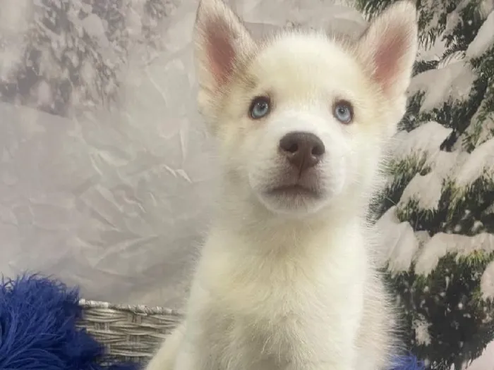 Male Siberian Husky Puppy for Sale in Pittsburgh, PA