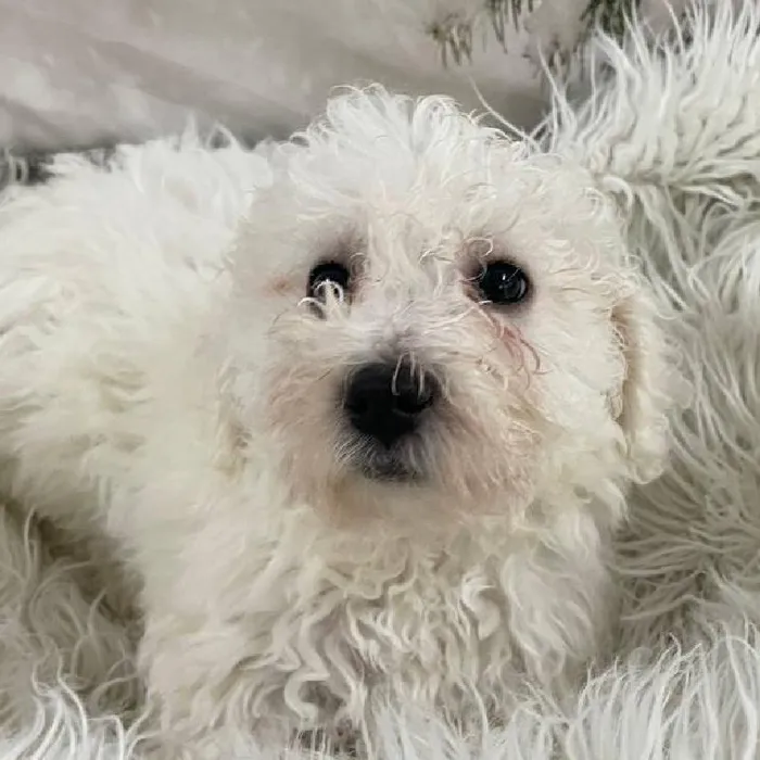 Female Bichon Puppy for Sale in Monroeville, PA