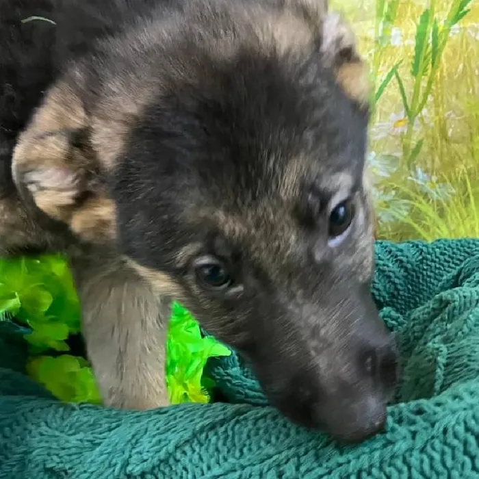 Female German Shepherd Puppy for Sale in Monroeville, PA