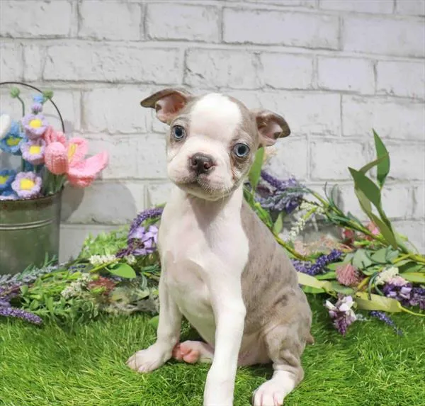 Male Boston Terrier puppy named Fernando for sale at Petland Monroeville.