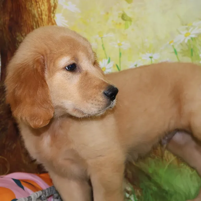 Male Golden Retriever puppy named Kol for sale at Petland Monroeville.