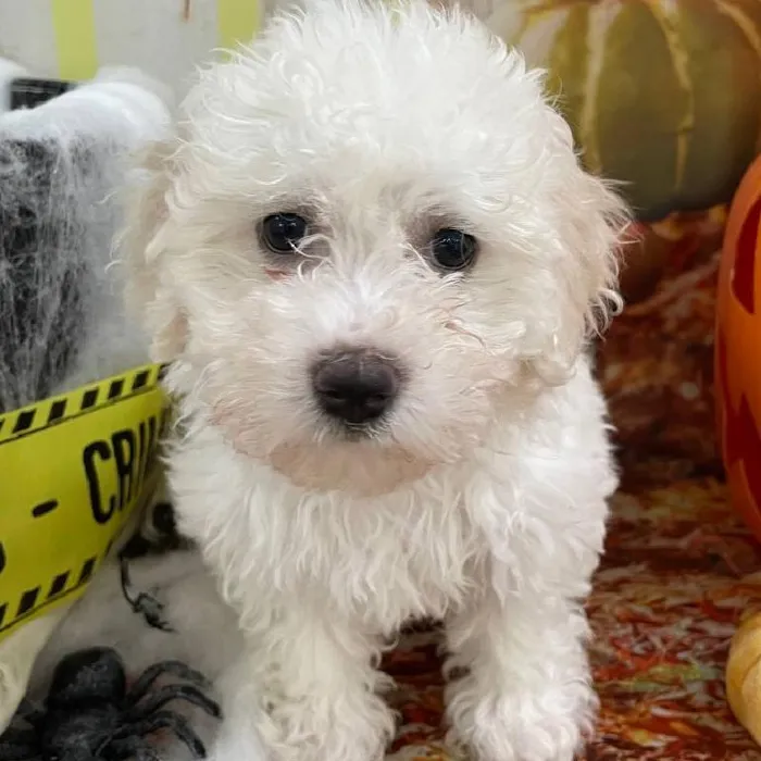 Female Bichon Puppy for Sale in Monroeville, PA