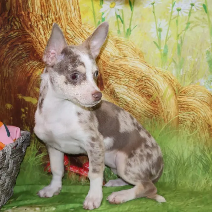 Female Chihuahua puppy named Vicki for sale at Petland Monroeville.
