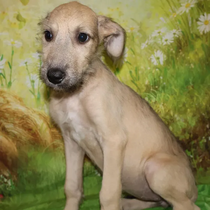 Female Irish Wolfhound puppy named Vicki for sale at Petland Monroeville.