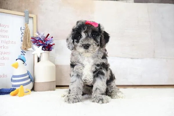 Female Mini Bernadoodle puppy named Ruth for sale at Petland Monroeville.