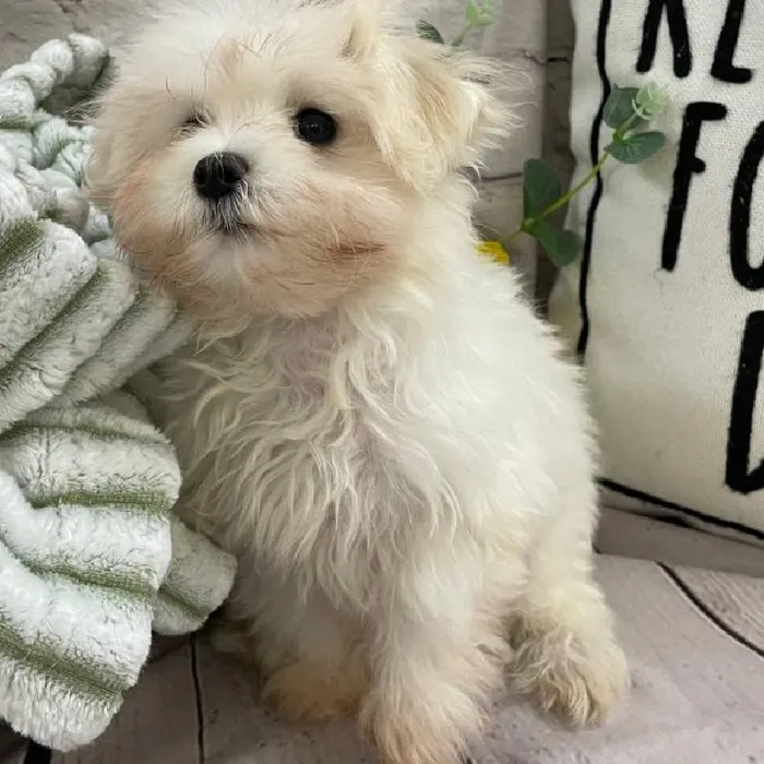 Female Maltese Puppy for Sale in Monroeville, PA