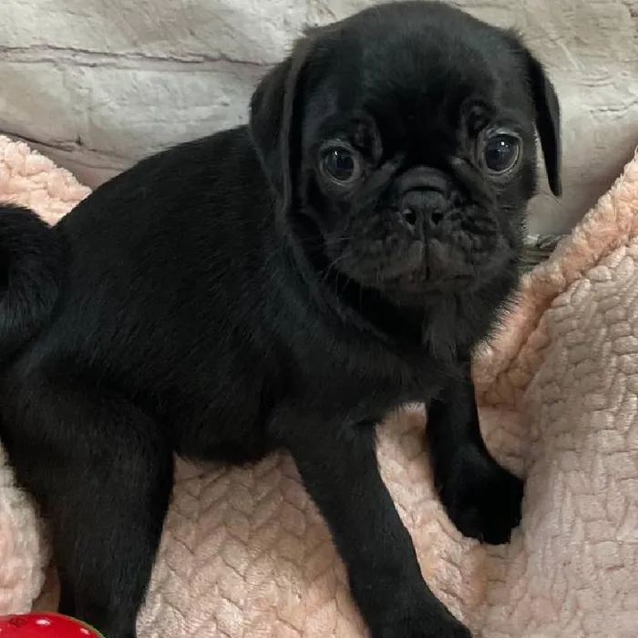 Female Pug Puppy for Sale in Monroeville, PA