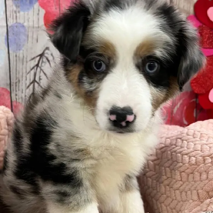 Male Australian Shepherd Puppy for Sale in Monroeville, PA