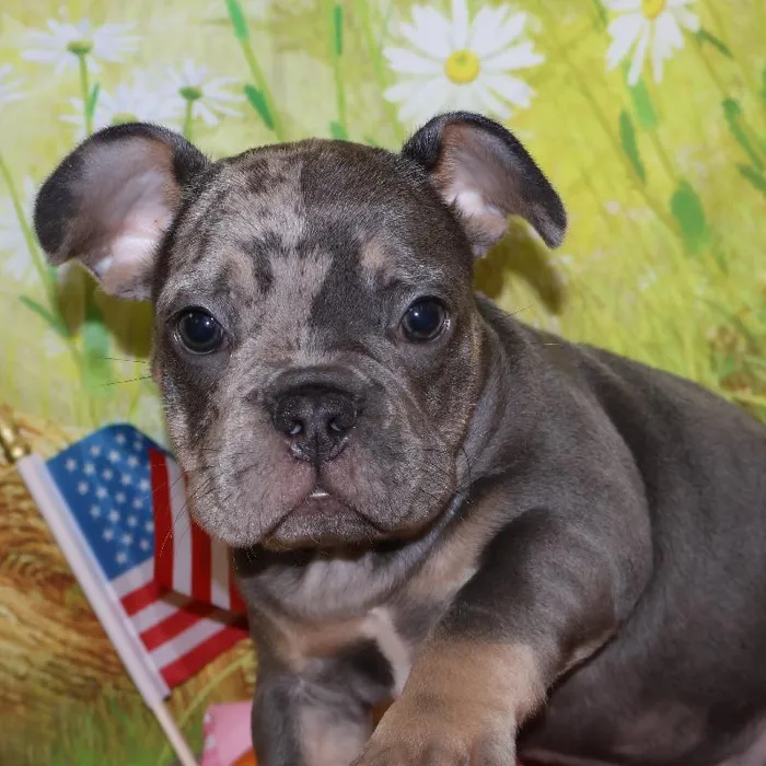 Male French Bulldog puppy named Tank for sale at Petland Monroeville.