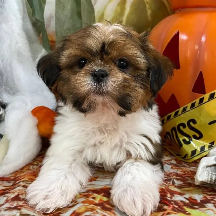 Female Shih Tzu Puppy for Sale in Monroeville, PA