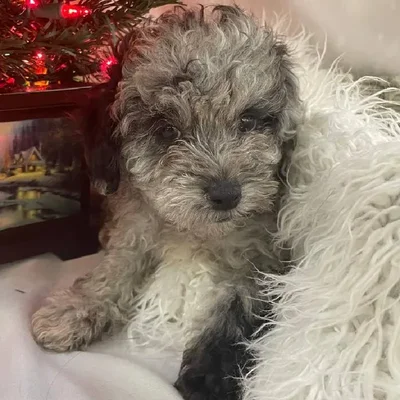 Male Mini Poodle Puppy for Sale in Monroeville, PA