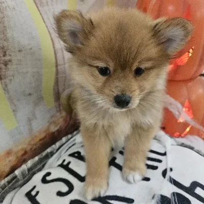 Male Pomeranian Puppy for Sale in Monroeville, PA