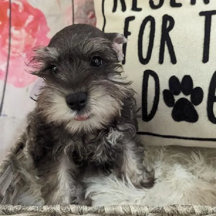 Female Mini Schnauzer Puppy for Sale in Monroeville, PA