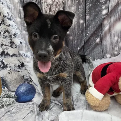 Male Australian Cattle Dog Puppy for Sale in Monroeville, PA