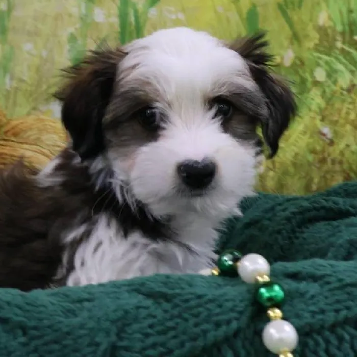 Male Morkie Puppy for Sale in Monroeville, PA