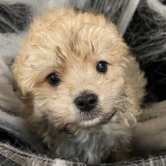 Male Havanese Puppy for Sale in Monroeville, PA
