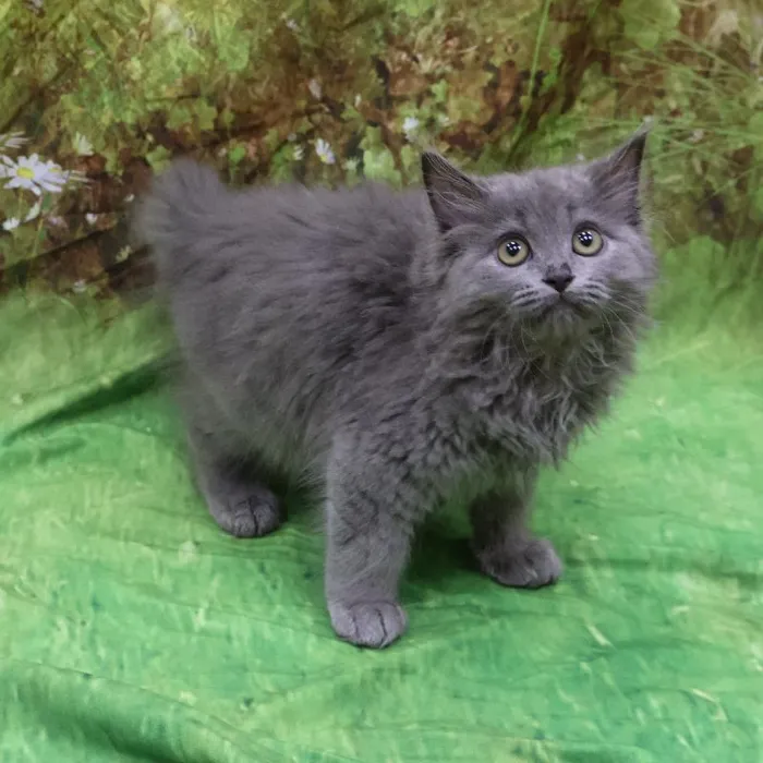 Male Persian kitten named Smokey for sale at Petland Monroeville.