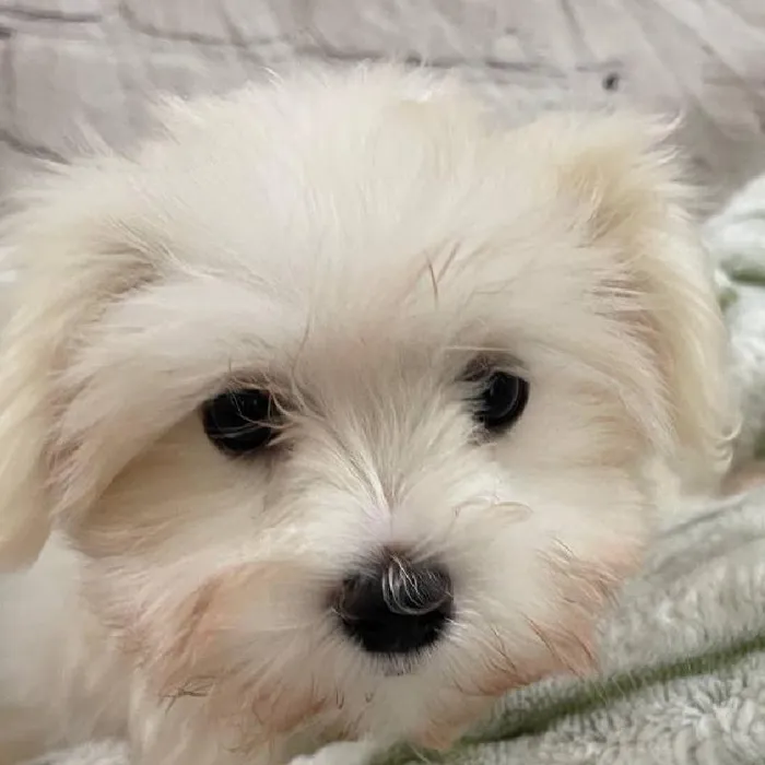 Female Maltese Puppy for Sale in Monroeville, PA