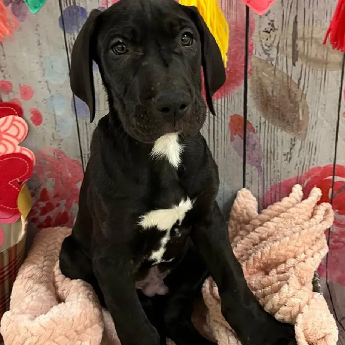 Male Great Dane Puppy for Sale in Monroeville, PA
