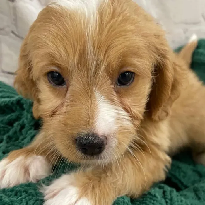 Female Mini Goldendoodle 2nd Gen. Puppy for Sale in Monroeville, PA