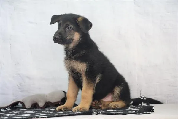 Male German Shepherd puppy named Alaric for sale at Petland Monroeville.