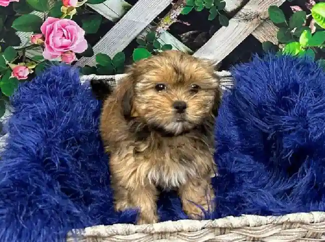 Female Shorkie Puppy for Sale in Pittsburgh, PA