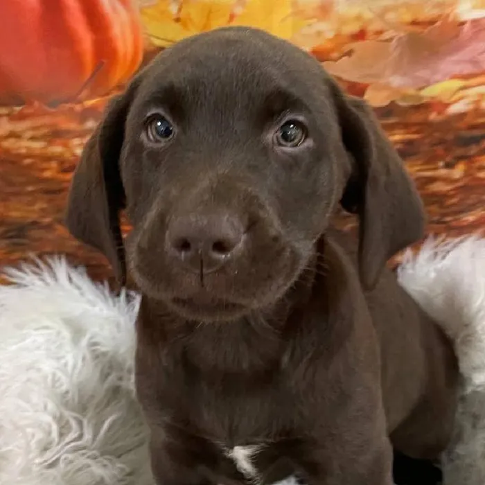 Female Labrador Retriever Puppy for Sale in Monroeville, PA