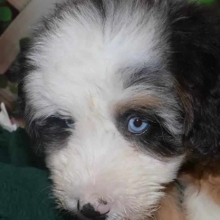 Female Mini Bernadoodle Puppy for Sale in Monroeville, PA