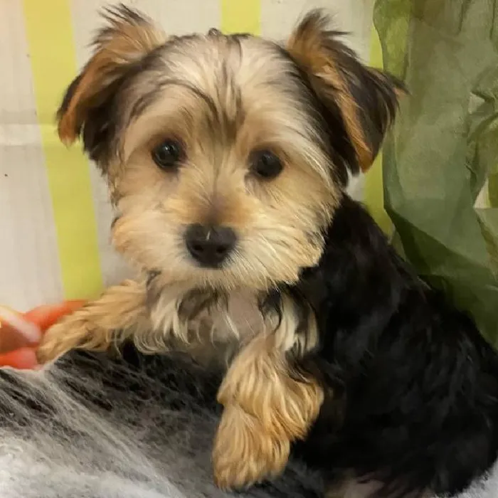 Male Yorkie Puppy for Sale in Monroeville, PA